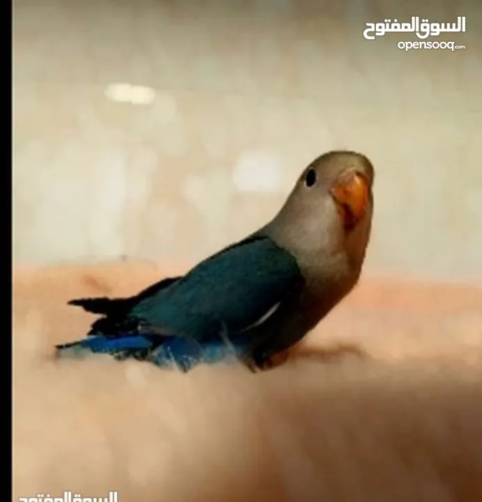 روز وكنار مع قفصين مع توصيل مجاني لجميع انحاء المملكة