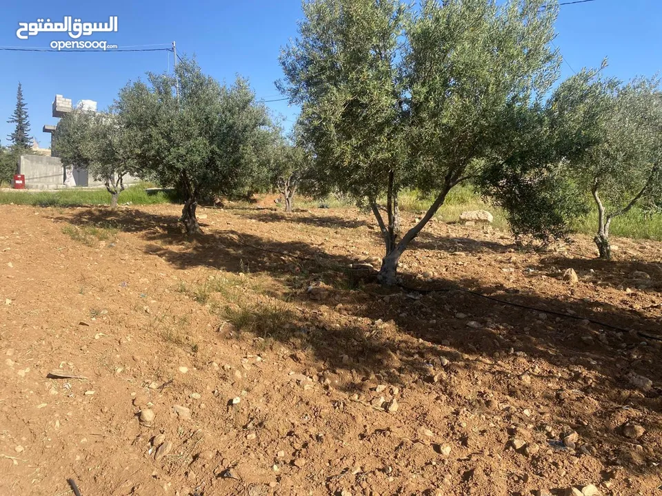 قطعتان ارض للبيع احدهما تجاري و الاخرى سكني ب على مدخل ذيبان /مادبا