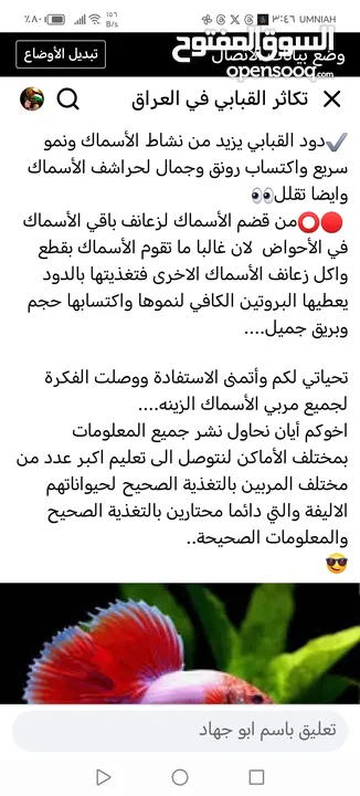يرقات دود القبابي حي ميلوورم mealworm غذاء ممتاز بروتين حيواني لا يسبب التشحيم للطيور والاسمام