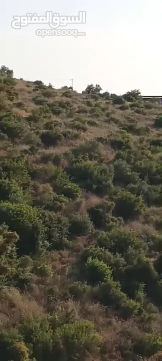 6دونمات ونصف للبيع في قريه صيدا