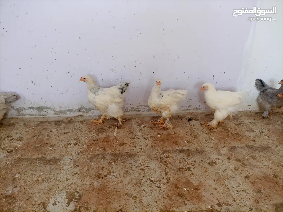 فرخات. براهمي . مشكل   في بف وفي بلاك     فرخات. ما شاء الله