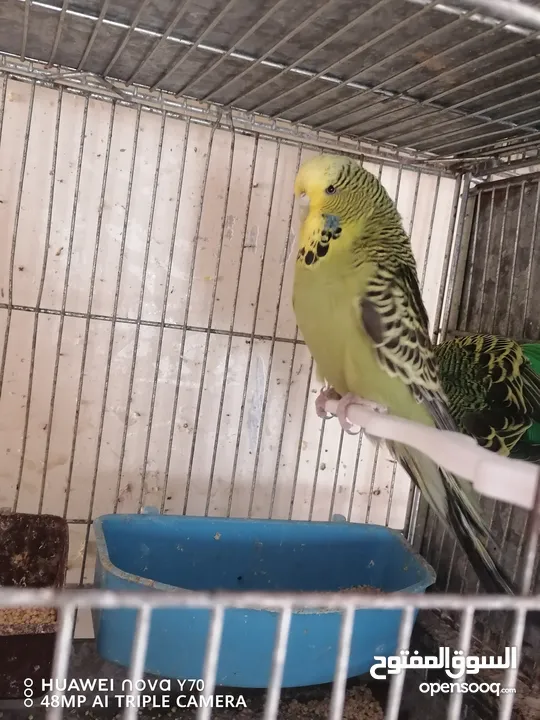 جواز حب انجليزي للبيع او للبدل كل اشي اله سعره وفيه دن فالو
