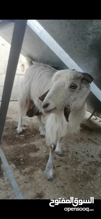 عنزين للبيع لحم وحليب
