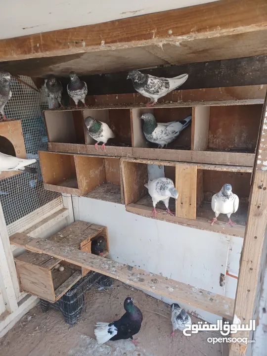 Pakistani pigeons