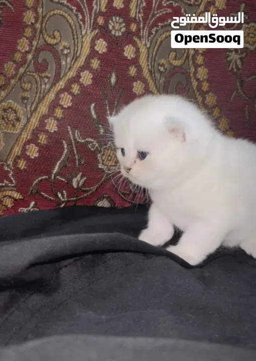 Pure Scottish/ بيور سكوتش