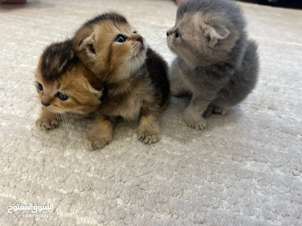 Kittens chinchilla