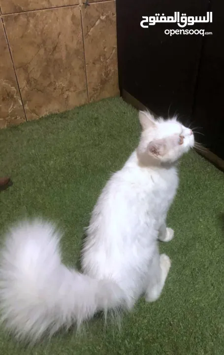 ذكر وانثى و5 قطط صغار