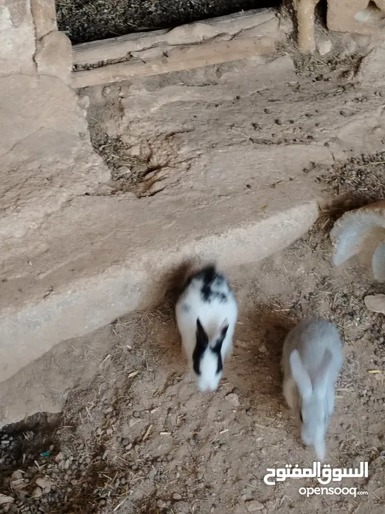 ارانب بلدي.. فرنسي..الذبح...جميع الوان والعمار وانثى وذكور...