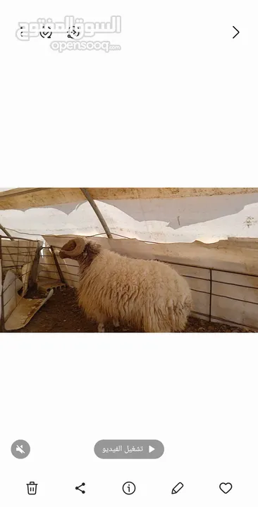 كبش لحم طيب