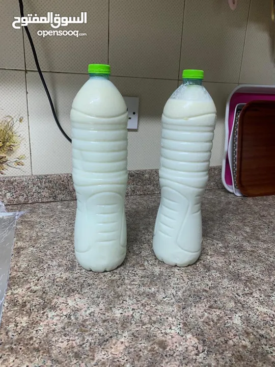 Fresh Cow Milk 1 Riyal Per Bottle  حليب بقر طازج للبيع غرشة الواحدة بريال