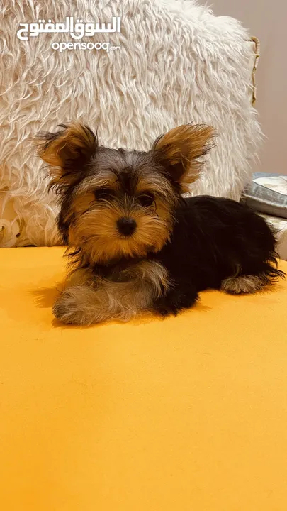 Yorkshire Terrier , 3 months old