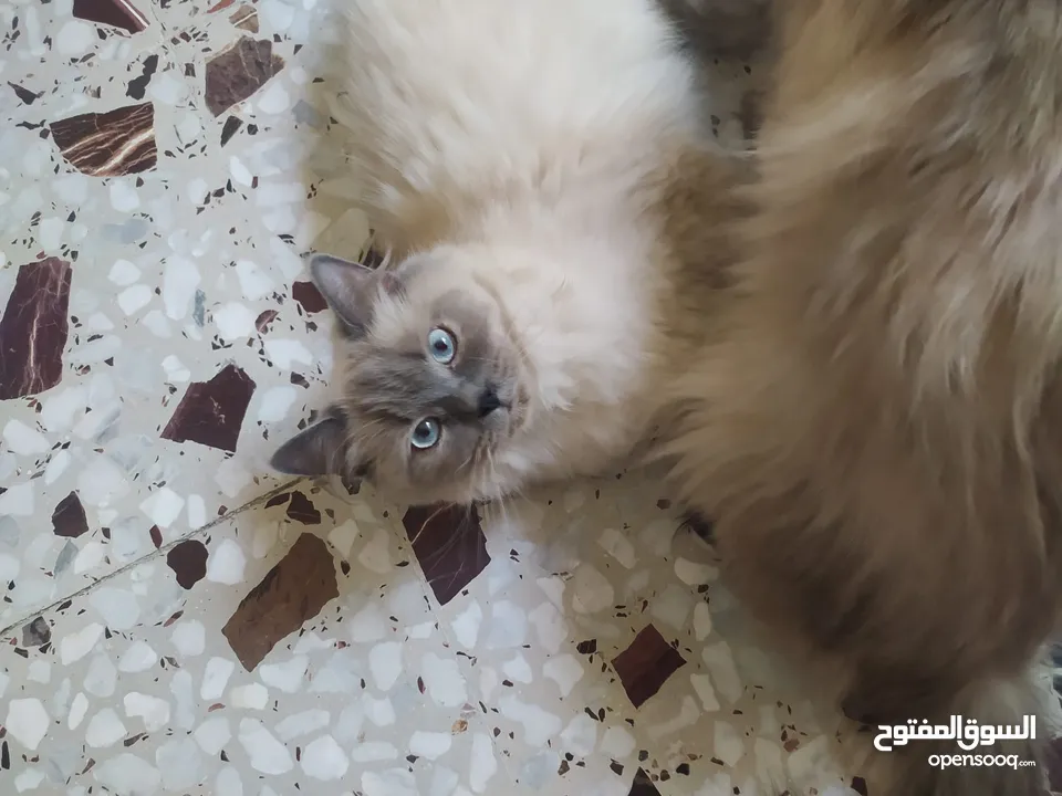 قطط همالايا اناث