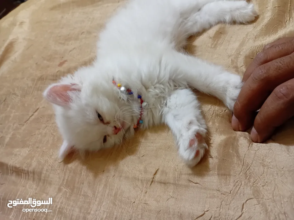 بسه شيرازيه للبيع عمرها تقريبا شهر