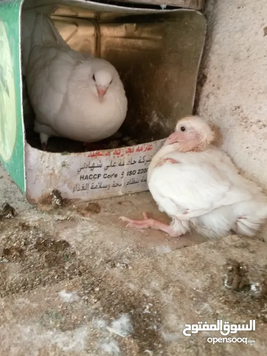 حمام مالطي وفرنسي لاحم للبيع