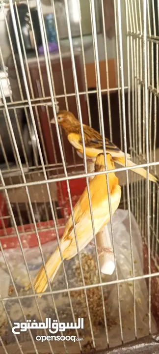 4 كنار شبه شغالات نظافه ولون او البدل على كوكتيل اليف