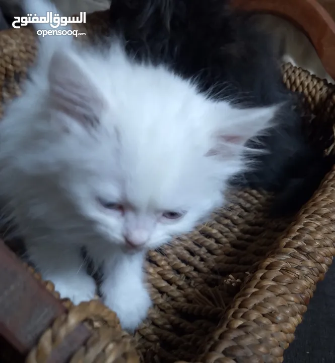 قطط للبيع السعار مشكله