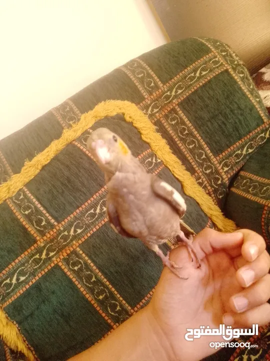 ببغاء كوكتيل اليف جدنننننن