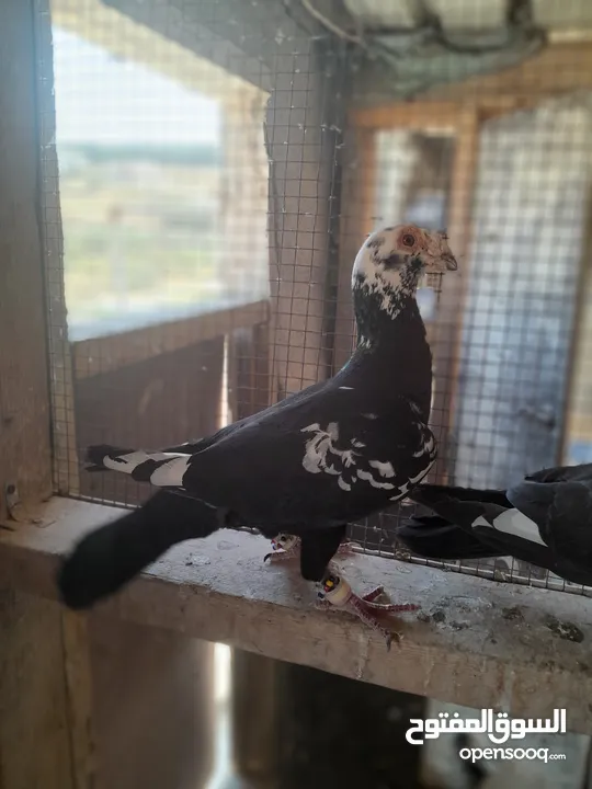 حمام جواز للبيع او البدل على دجاج