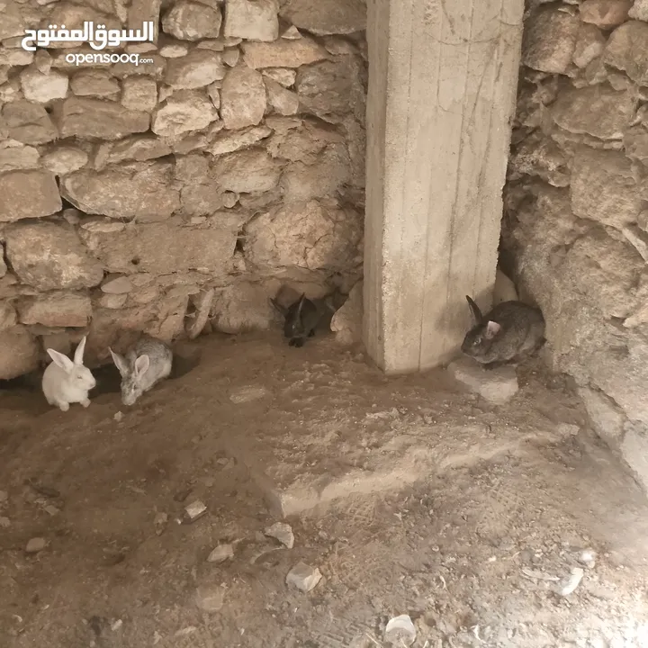 تسع ارانب وذكرين بناديك الماني وست جواز وفرده عمار اربع شهور بسم الله ما شاء الله