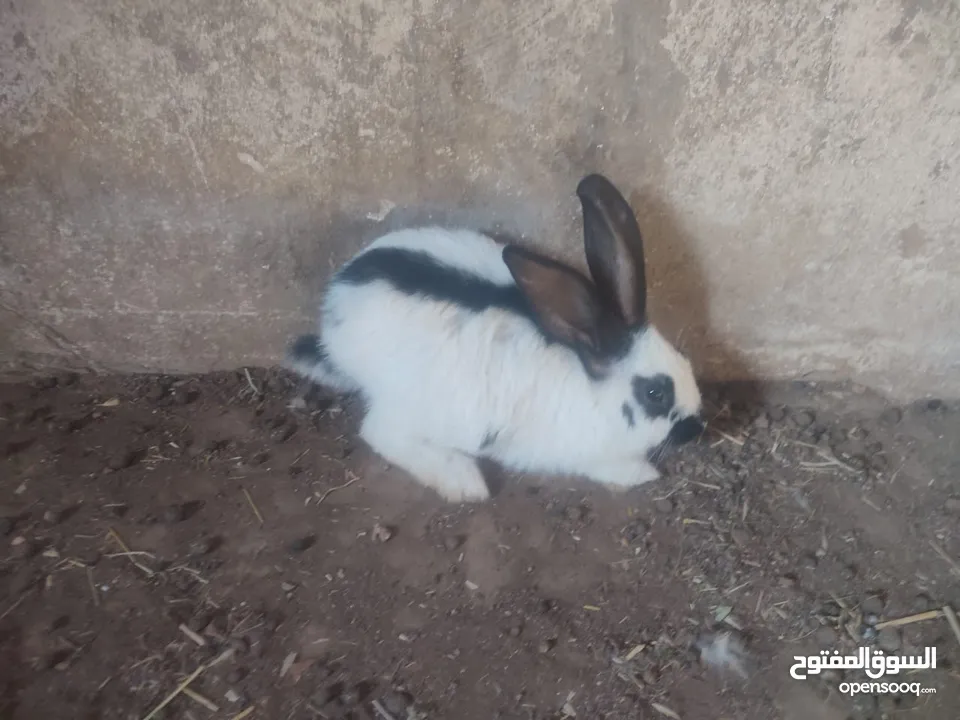 اناثي بابيون عدد 2 قابل للبدل على اناثي  اقرا الوصف