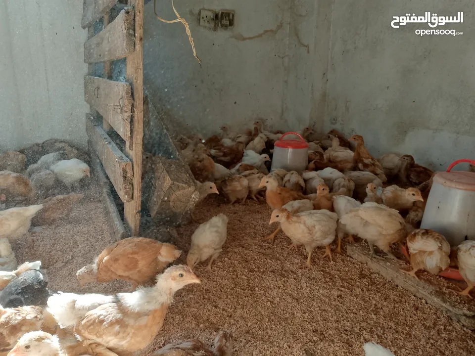 متاح صوص لوهمن براون البزره الاصليه