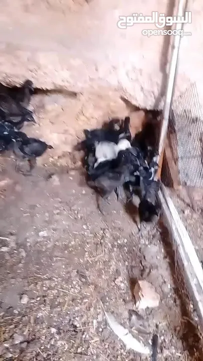 صيصان اجاج بلدي .
