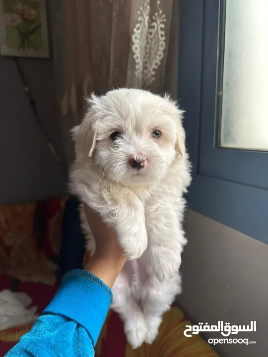 Havanese puppy