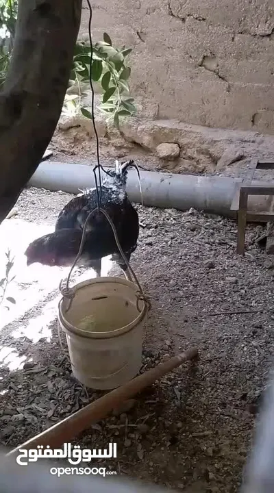 ديك وجاجه باكستاني للبيع