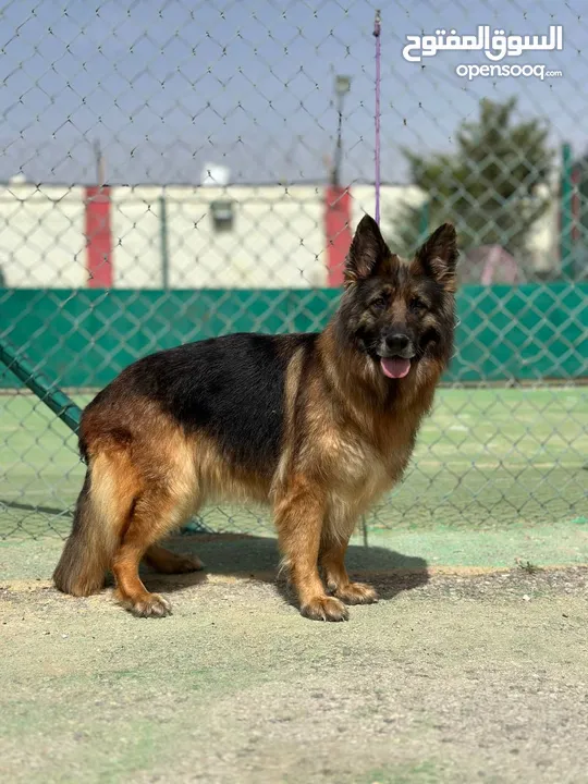 German shepherd
