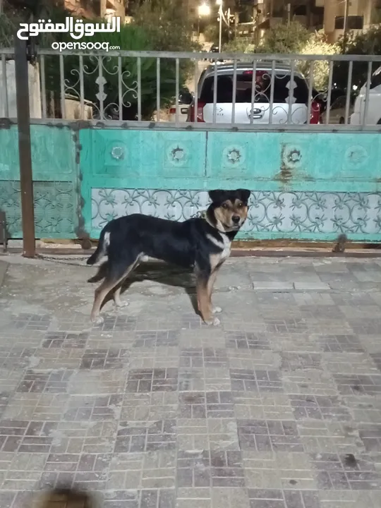 كلب روت للبيع او للبدل