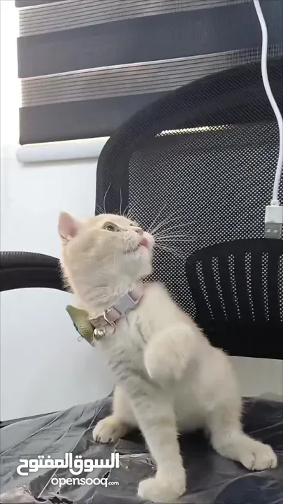 ذكر سكوتش شورت هير لون مميز