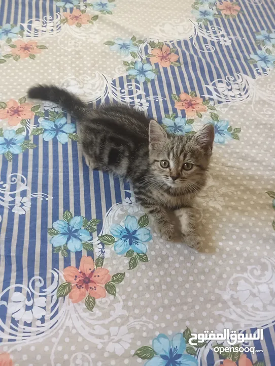 Pure British Shorthair Kitten