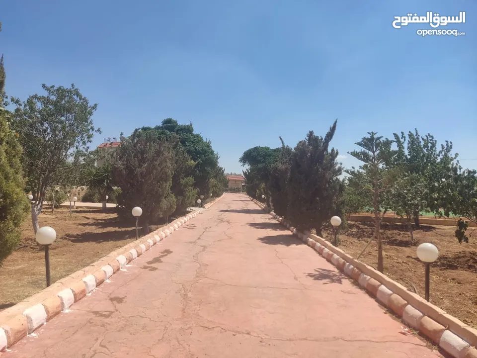 مادبا حواره مزرعه للبيع