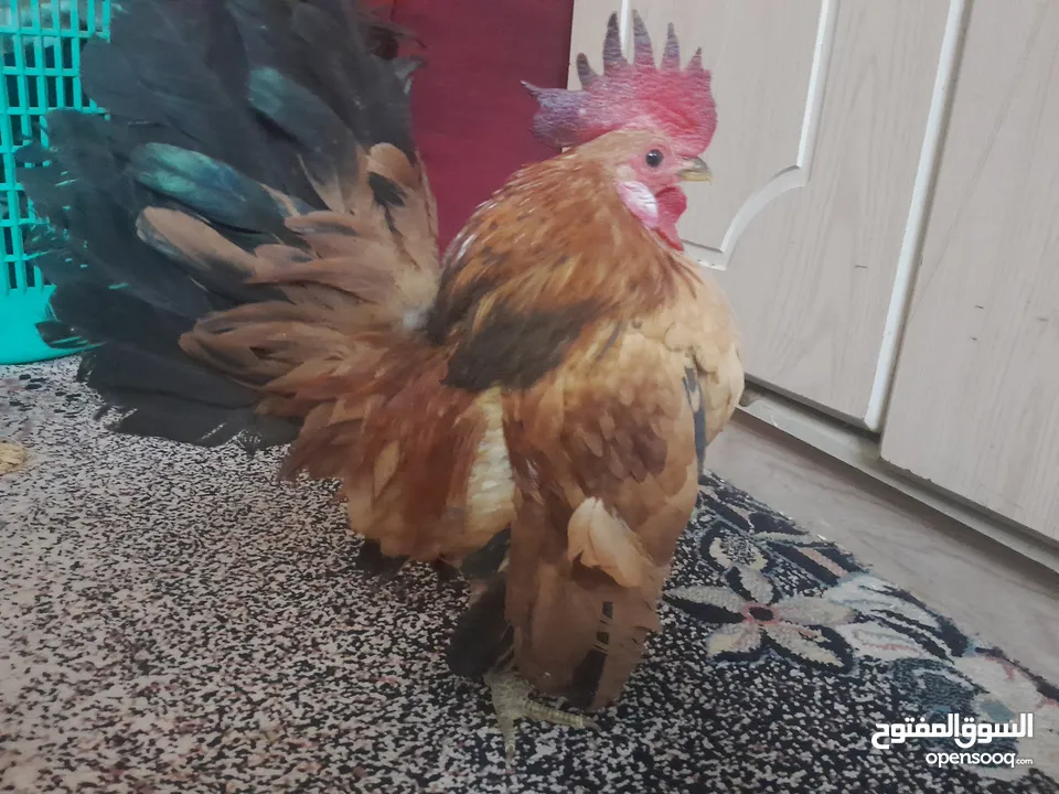 دجاج سيراما قزم اليف جدا