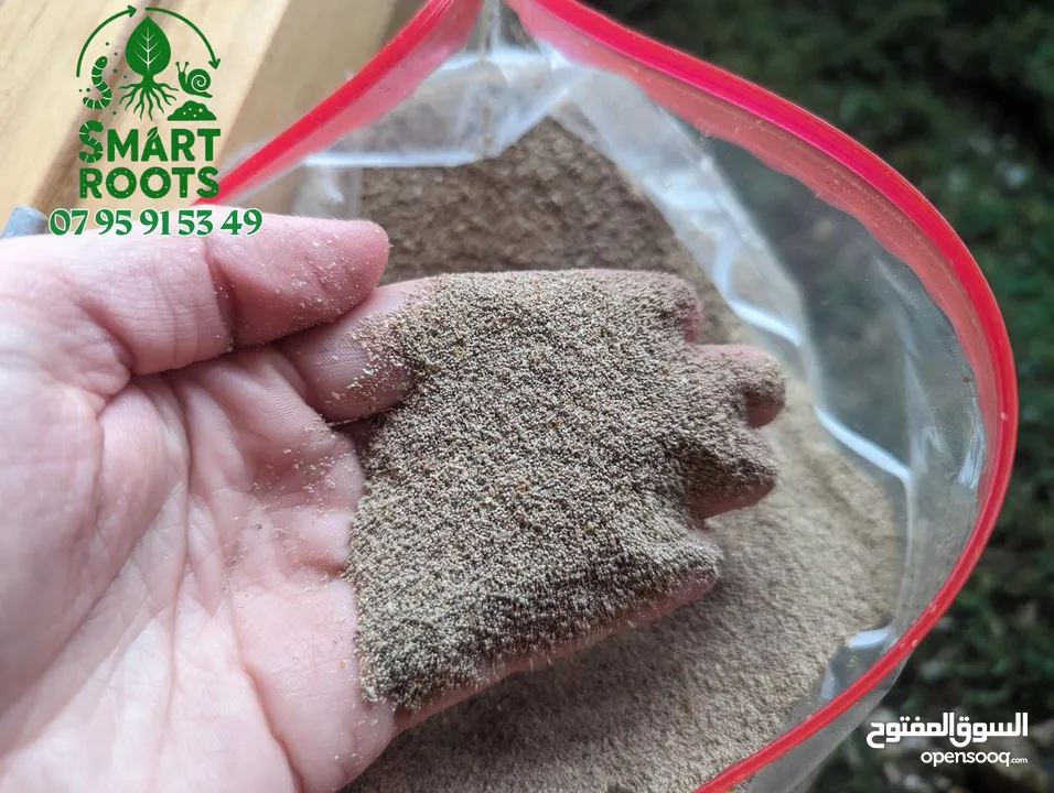 سماد عضوي ( سماد فضلات دود الطحين )  Mealworm Frase لأول مرة بالأردن