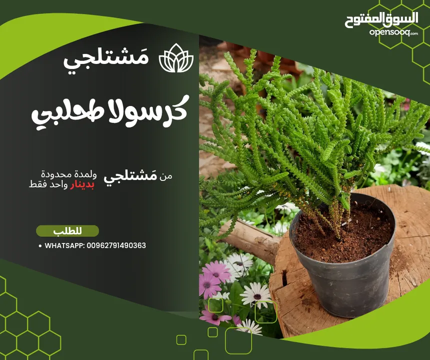 عروض رائعة على العصاريات الأروع . هناك نباتات اخرى وعروض اخرى تابعونا للمزيد