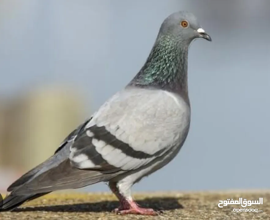 Pigeons and Rabbits for sale
