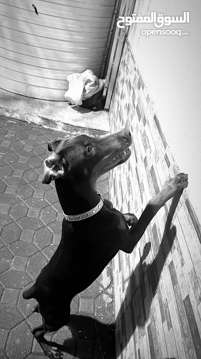 European doberman female