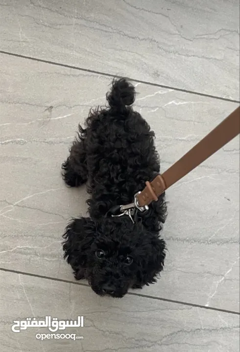 For selling black toy poodle please text me in what’s app