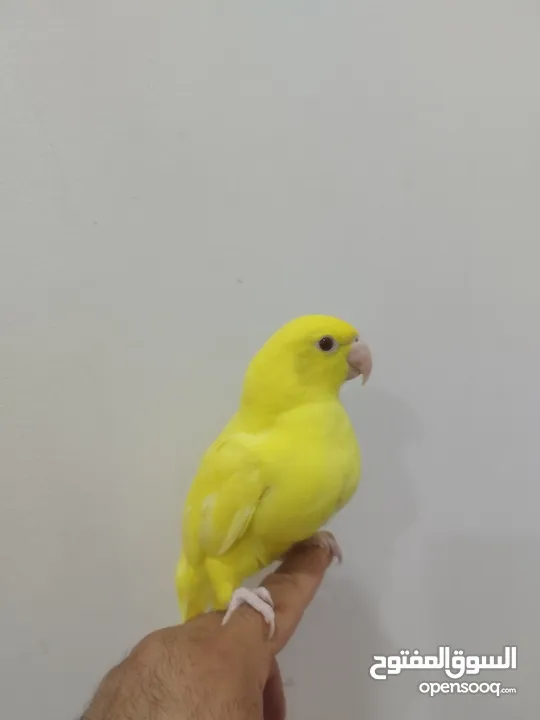 متو اللون الاصفر عيون حمراء