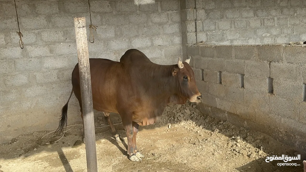 للبيع ثيران اثوبية مطعومه طعام طيب كاملة او بالسهم