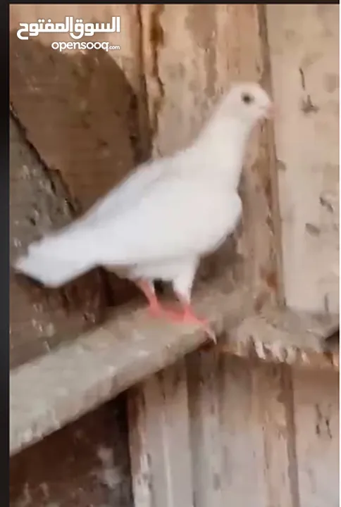 حمام لاحم فرنسي شغال  للبيع