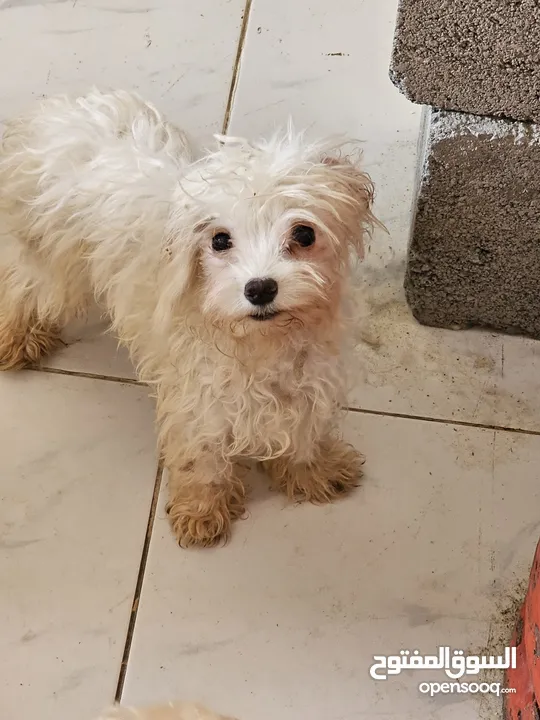 Maltese 4 months old