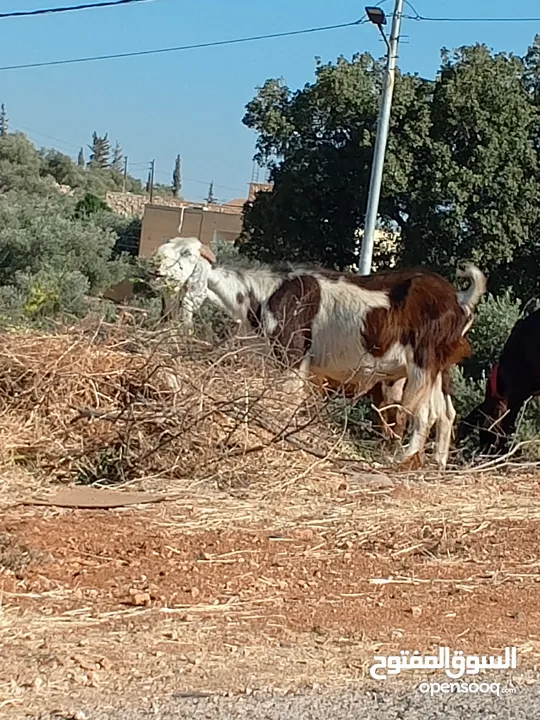 للبيع تيس كفاله هداد ولحم