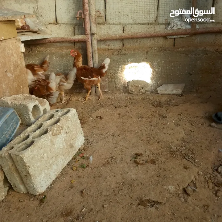 ديوك لوهمن