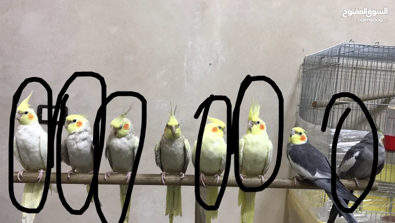 ببغاء كوكتيل للبيع بسعر جدا ممتاز