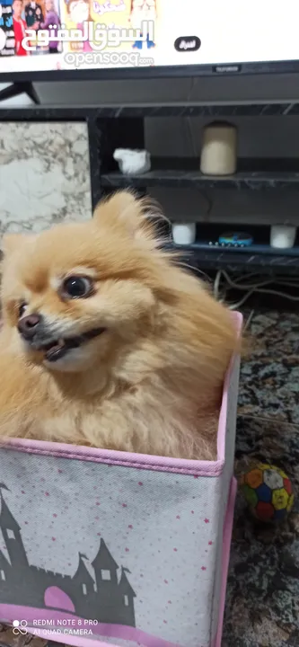 للبيع تفاصيل عل خاص واتس اب