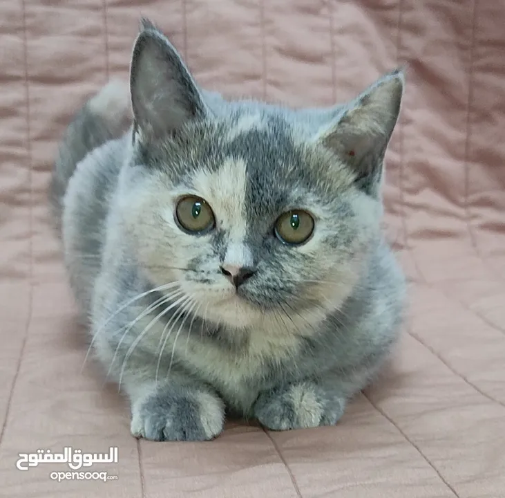 kittens Scottish fold and Scottish straight  قطط سكوتش فولد وسكوتش ستريت