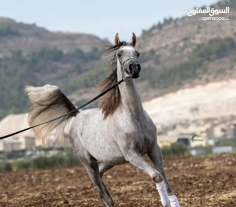 Registered purebred Arabian Horses for sale