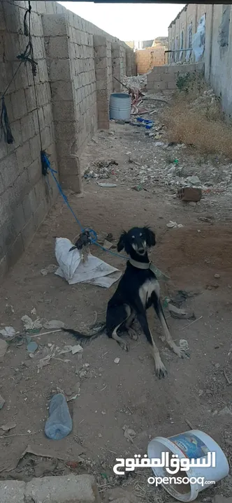 اناث سلق و هاسكي اقراء الوصف